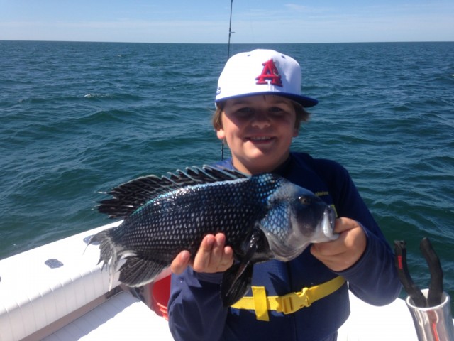 Black Sea Bass caught on Cape Cod