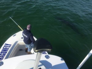 An Atlantic White Shark Conservancy scientists tags a shark from the bow of the Dragonfly Sportfishing boat